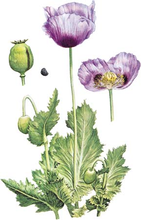 Opium-poppy-seed-fruit-flower-detail
